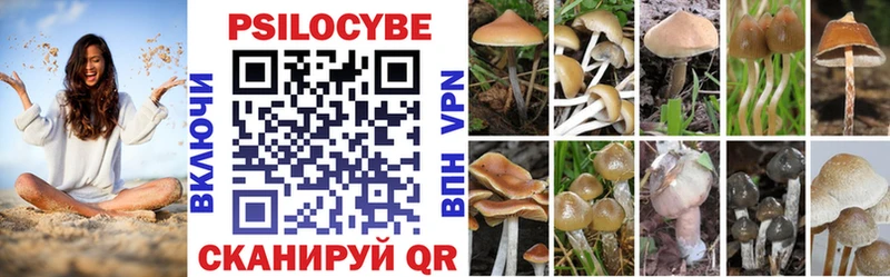 omg   цена   Надым  Псилоцибиновые грибы Psilocybe 